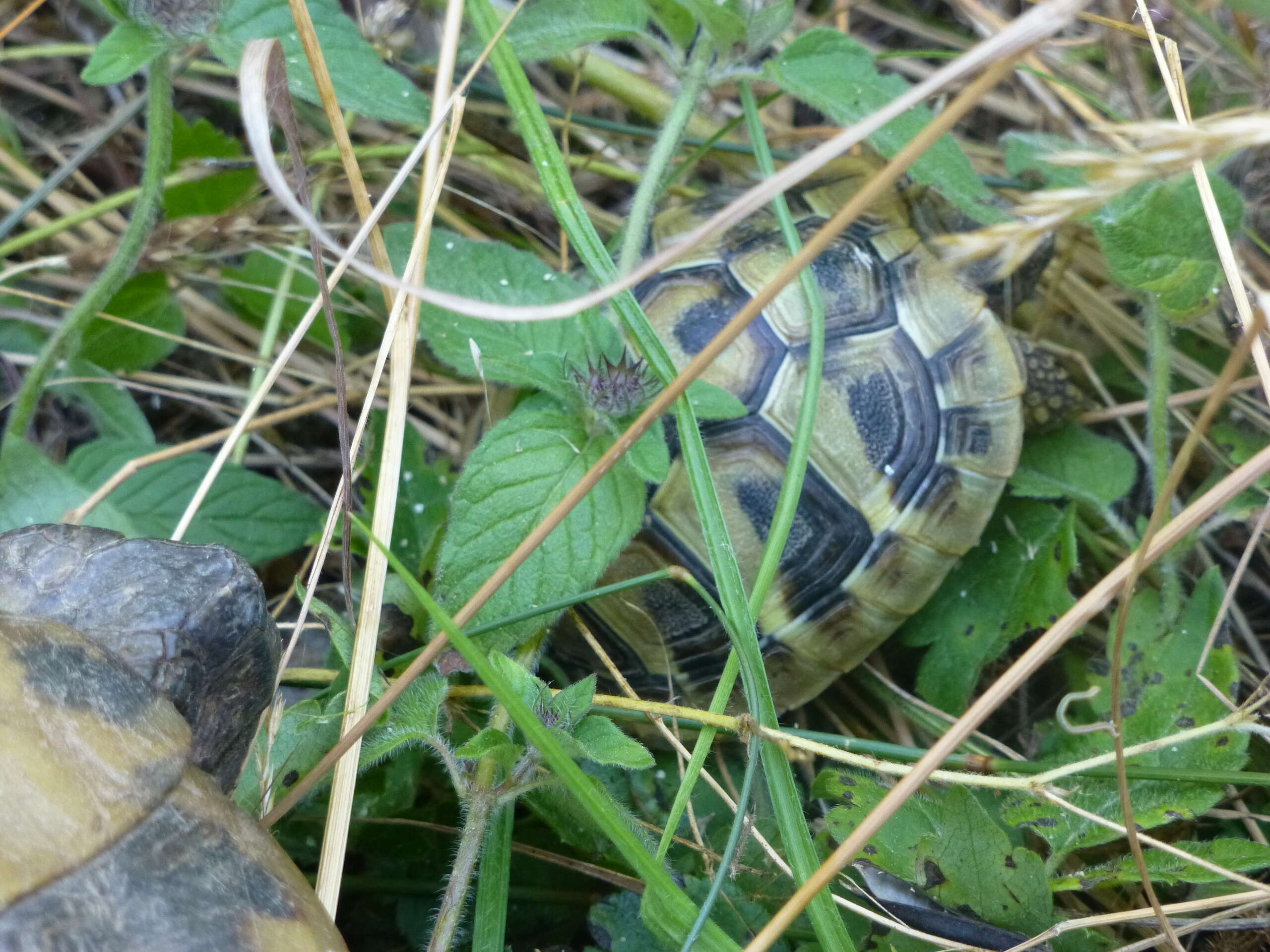 Image of Hermann's Tortoise