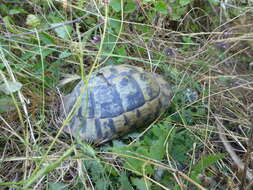 Image of Hermann's Tortoise