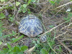 Image of Hermann's Tortoise