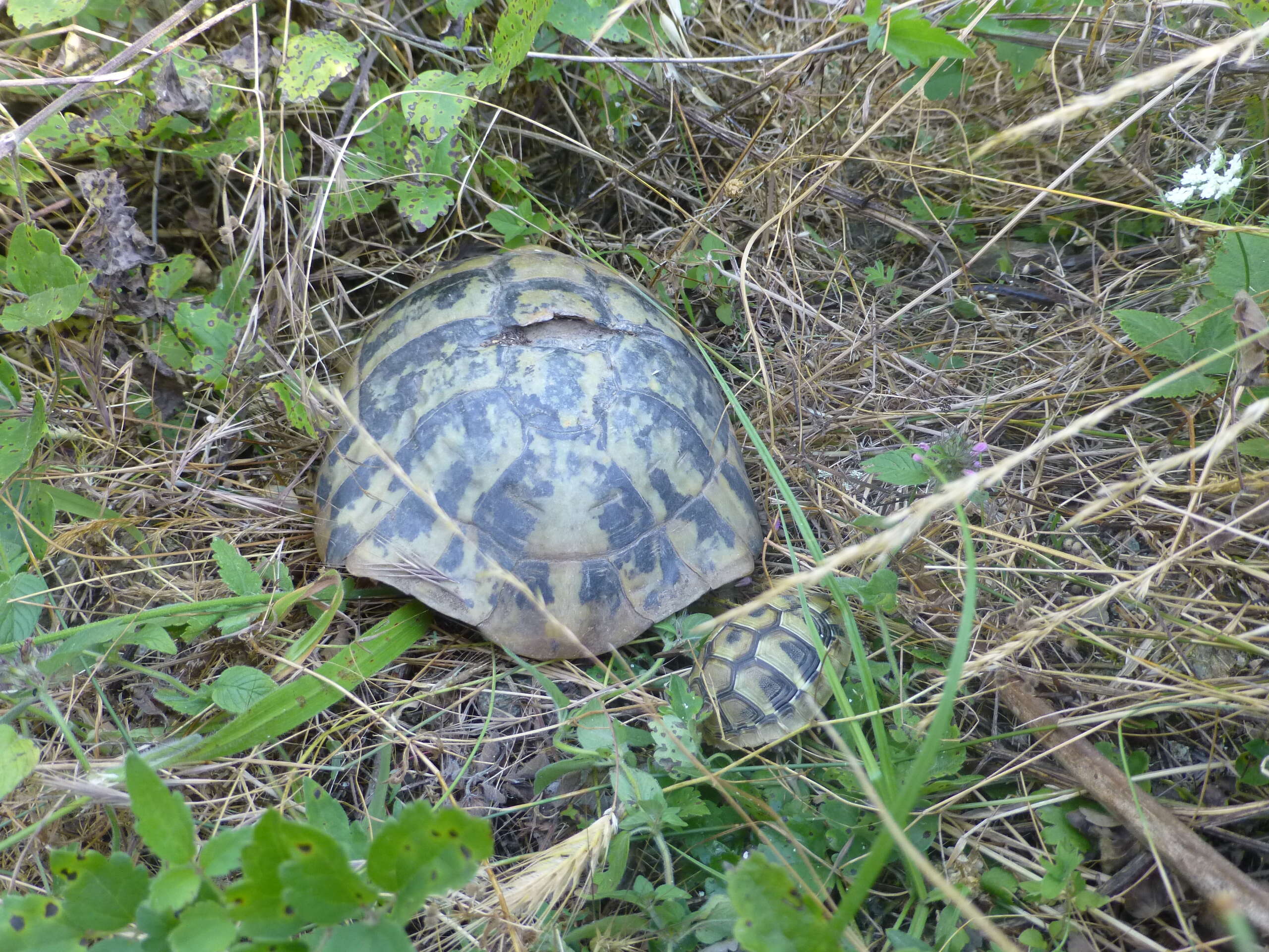 Image of Hermann's Tortoise