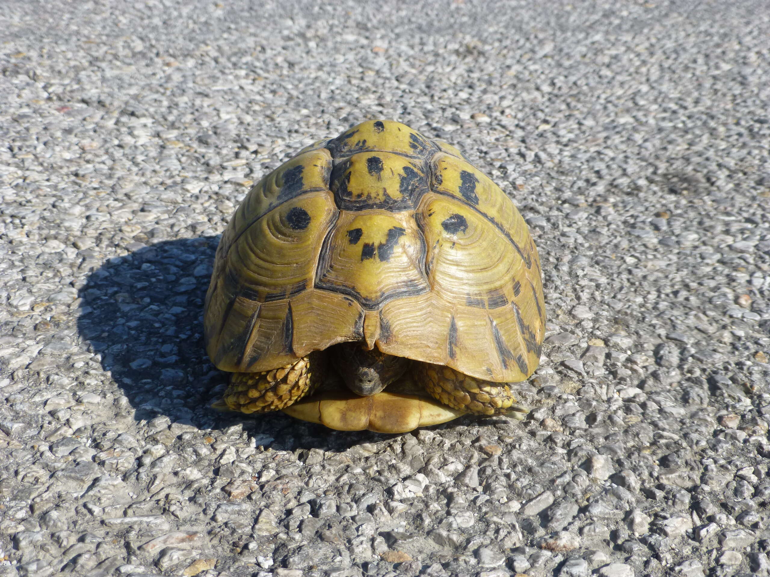 Image of Hermann's Tortoise