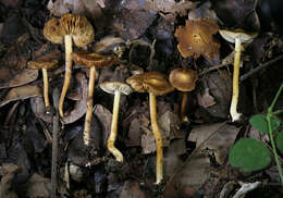 Imagem de Inocybe cryptocystis D. E. Stuntz 1954