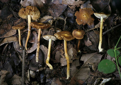 Image of Inocybe cryptocystis D. E. Stuntz 1954