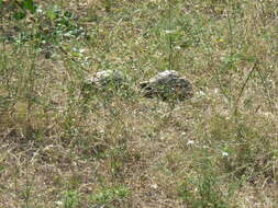 Image of Hermann's Tortoise