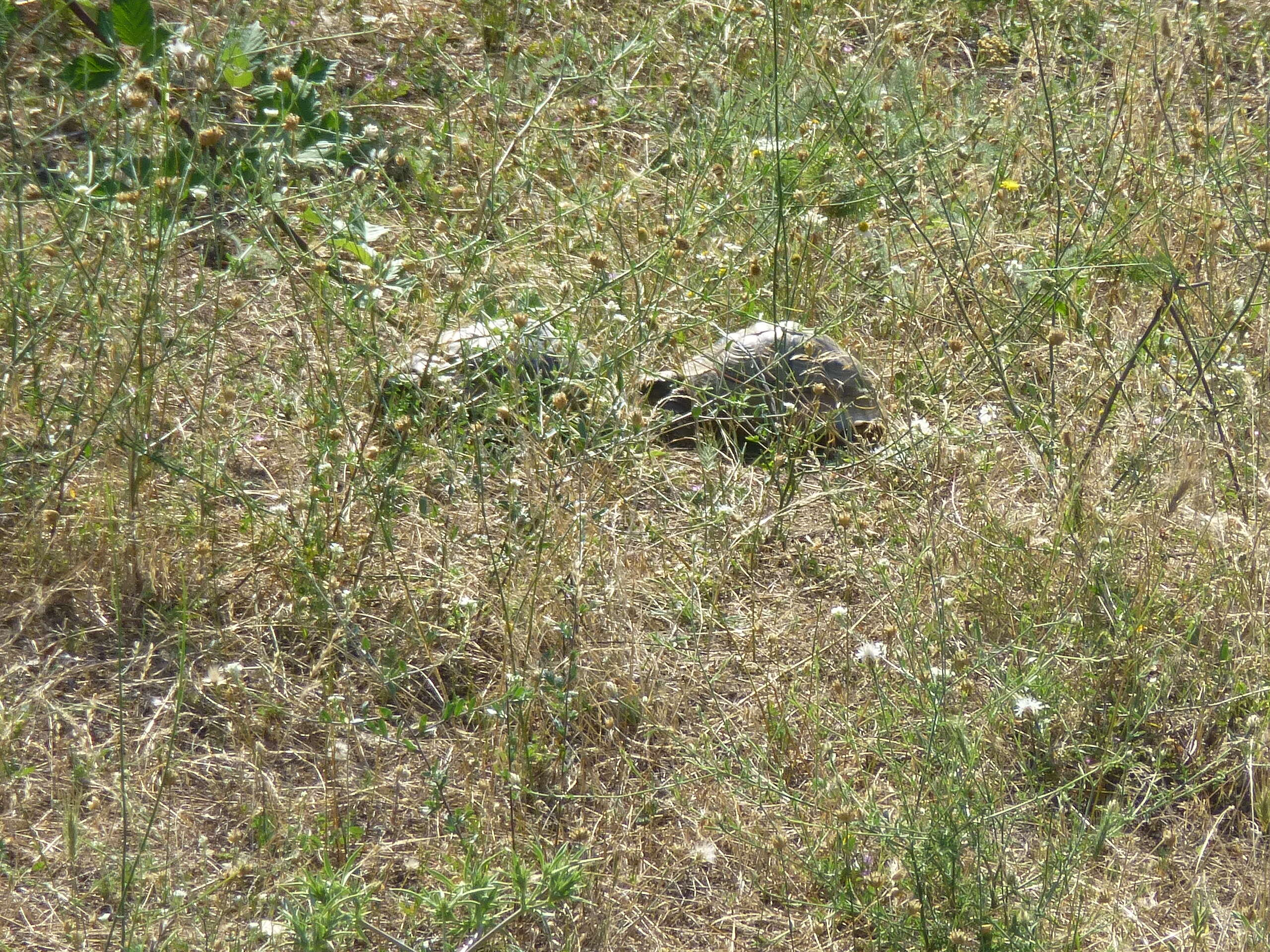 Image of Hermann's Tortoise