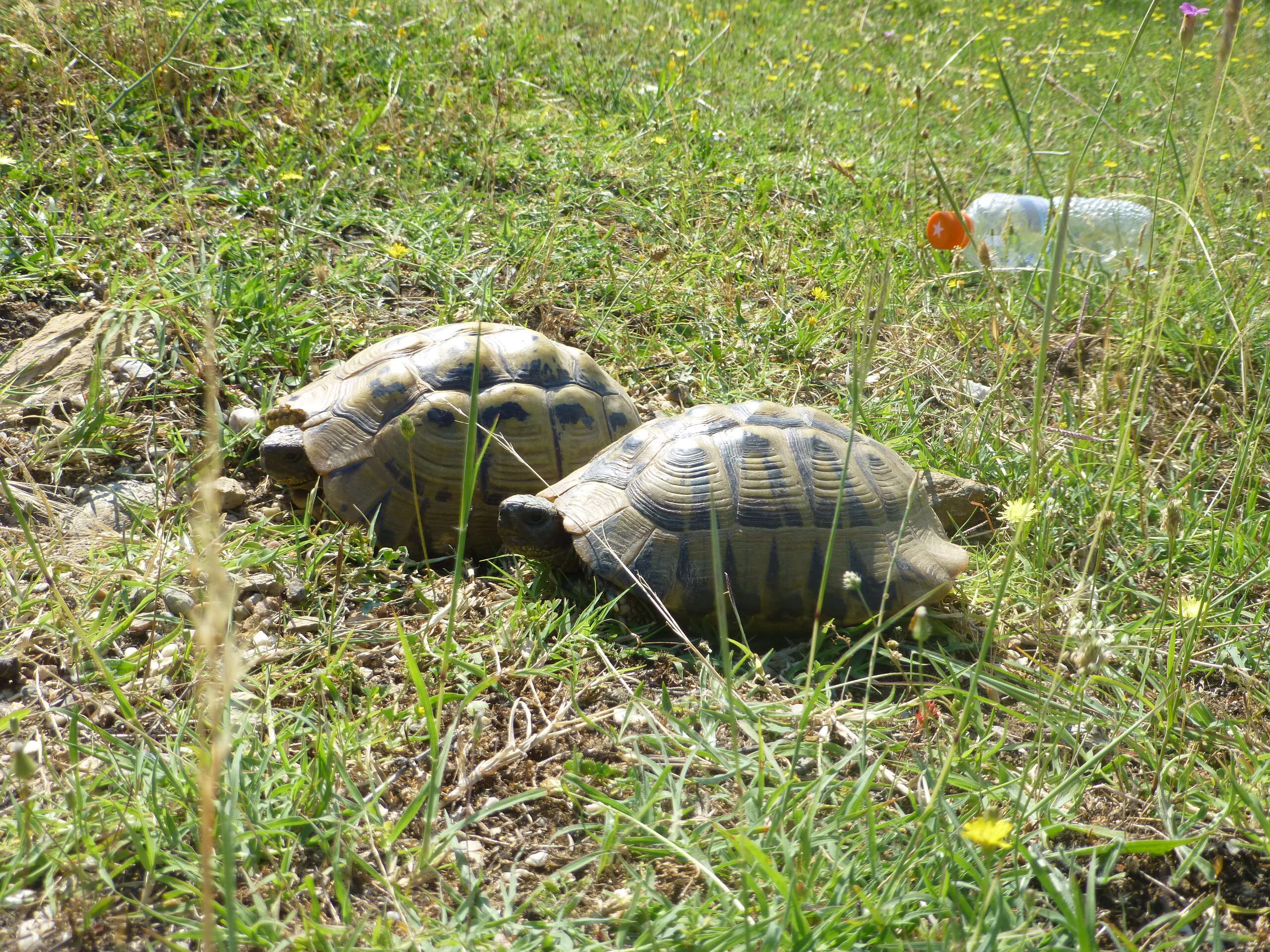 Image of Hermann's Tortoise