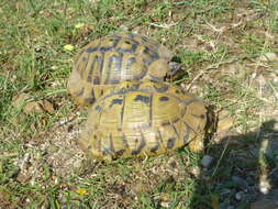 Image of Hermann's Tortoise