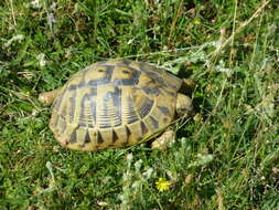 Image of Hermann's Tortoise