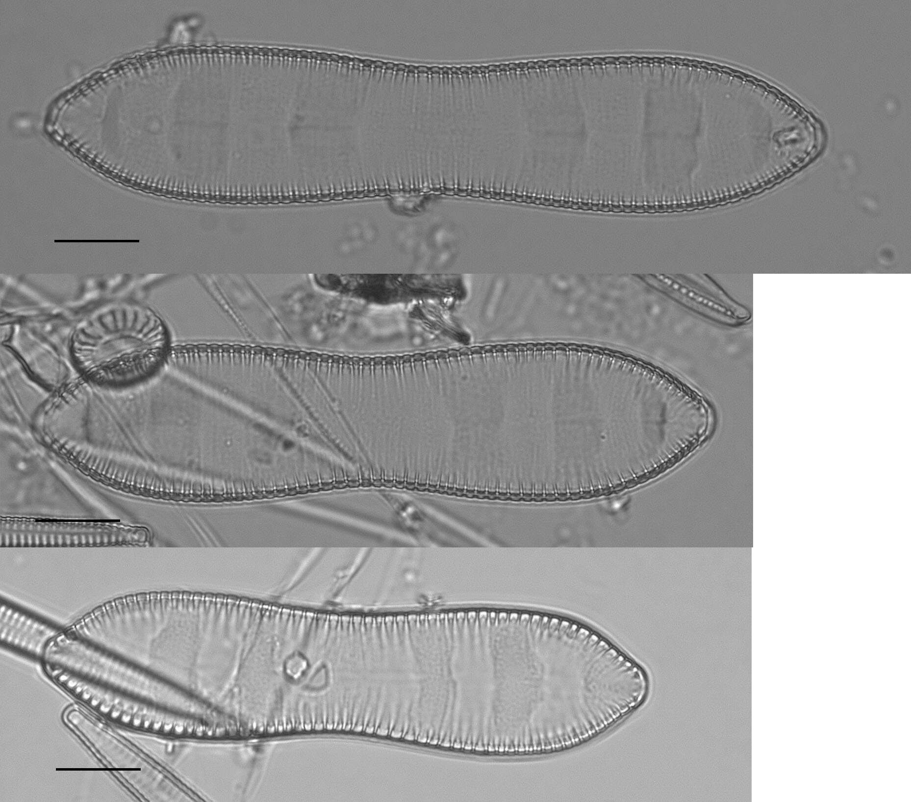 Image of Surirella librile Ehrenberg