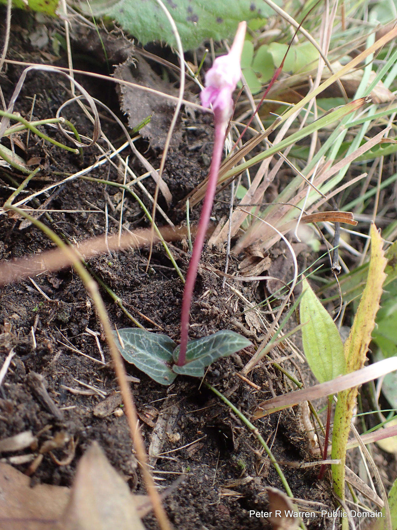 Image de Disperis woodii Bolus