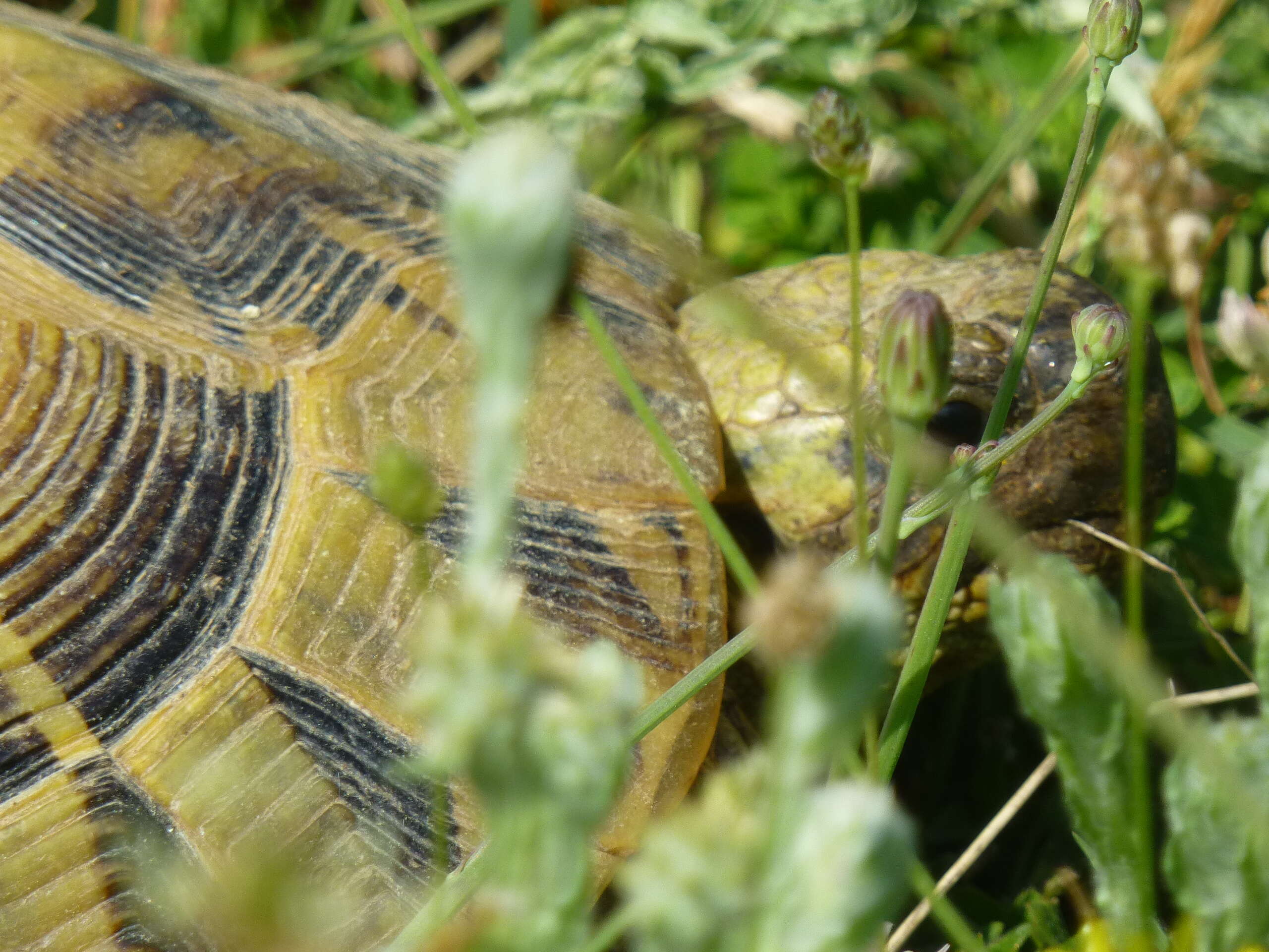 Image of Hermann's Tortoise