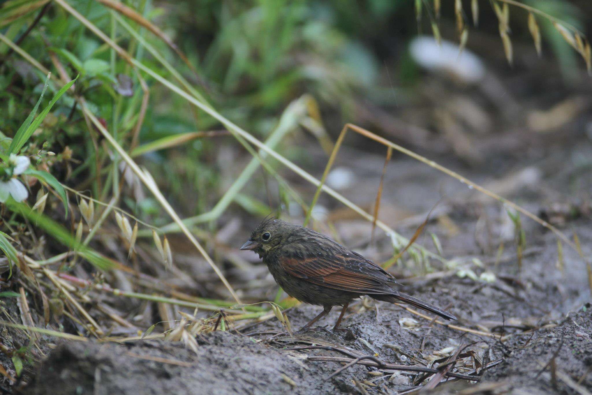 Plancia ëd Emberiza lathami Gray & JE 1831