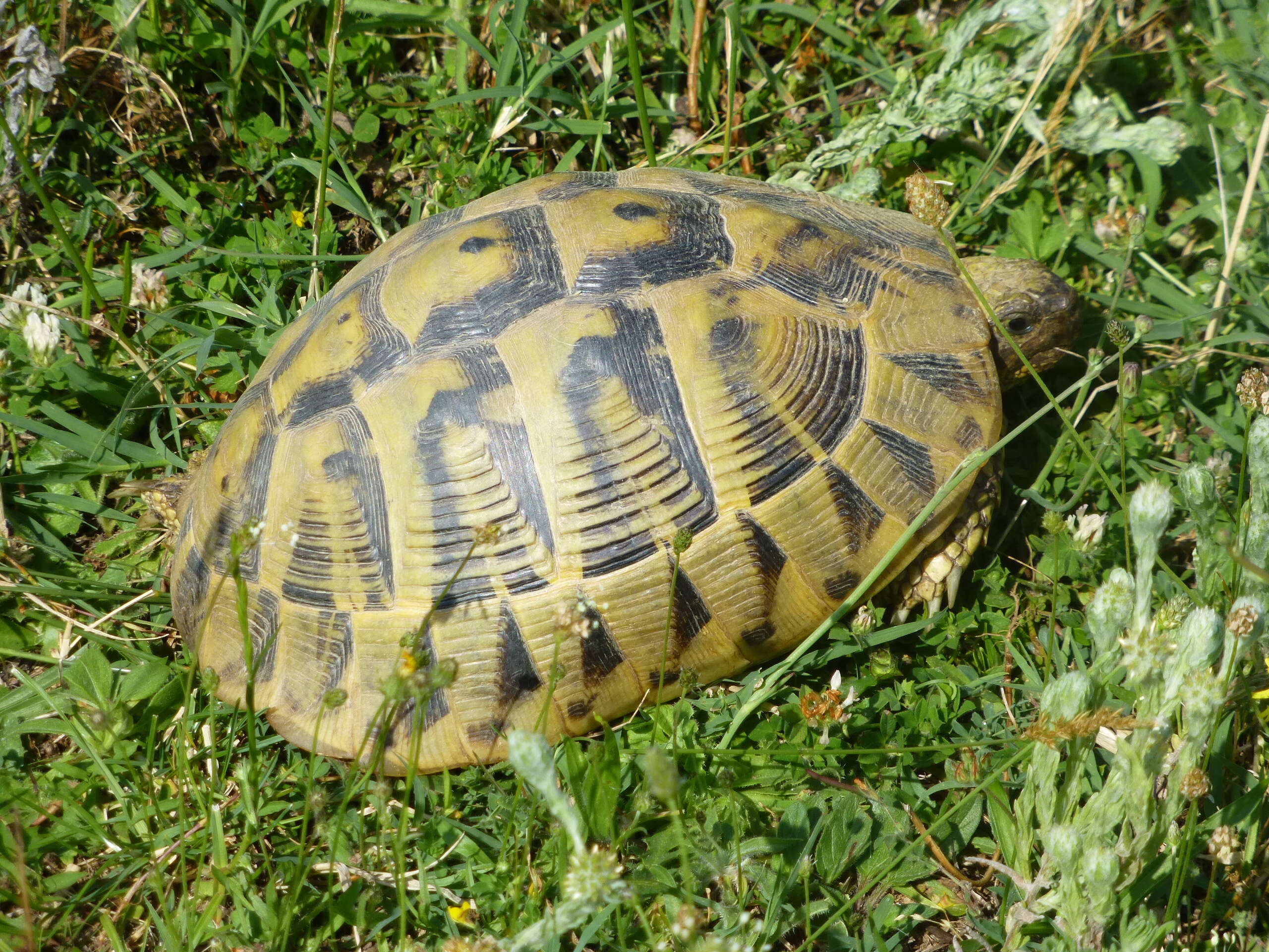 Image of Hermann's Tortoise