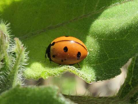 Image of Nine-spotted Lady Beetle