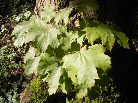 Image of Norway Maple