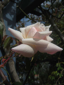 Image of Rosa odorata var. gigantea (Collett ex Crép.) Rehd. & E. H. Wilson