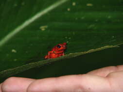 Image of Flaming Poison Frog