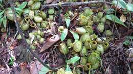 Image of Flask-Shaped Pitcher-Plant