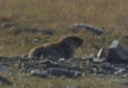 Image of Mongolian Marmot