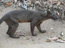 Image of fossa