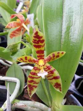 Imagem de Phalaenopsis cornu-cervi (Breda) Blume & Rchb. fil.