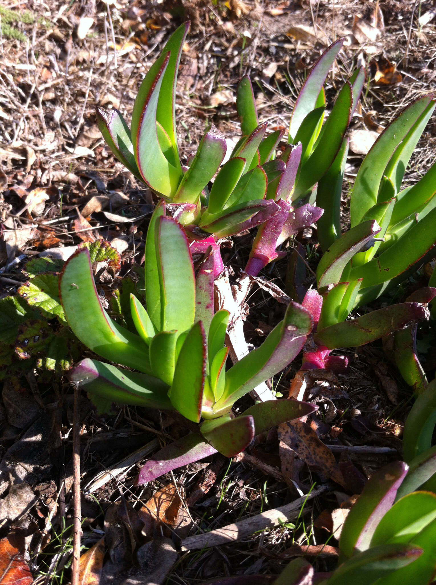 Image of Carpobrotus N. E. Br.