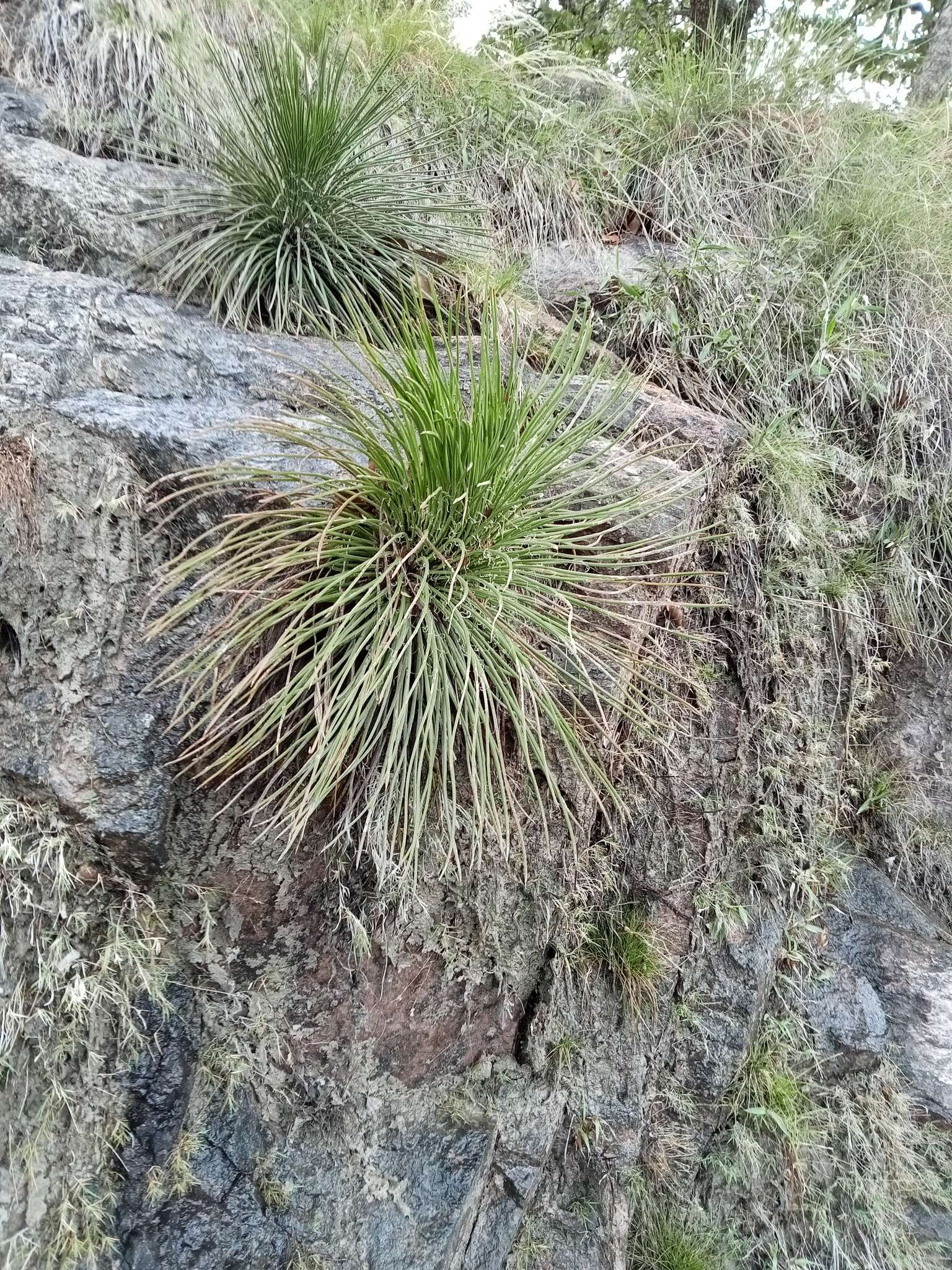 Agave ornithobroma Gentry resmi