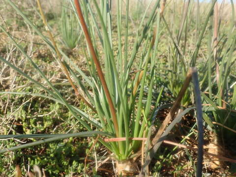 Image of Bulbine lagopus (Thunb.) N. E. Br.