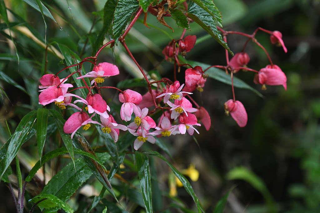Image of Begonia unduavensis Rusby