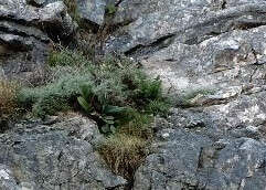 Image of Kumara haemanthifolia (Marloth & A. Berger) Boatwr. & J. C. Manning