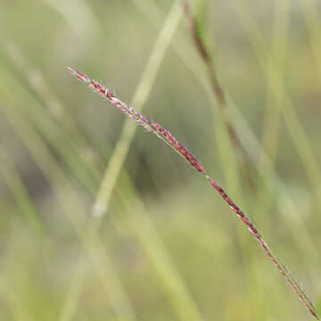 Imagem de Eriochloa pseudoacrotricha (Stapf ex Thell.) J. M. Black