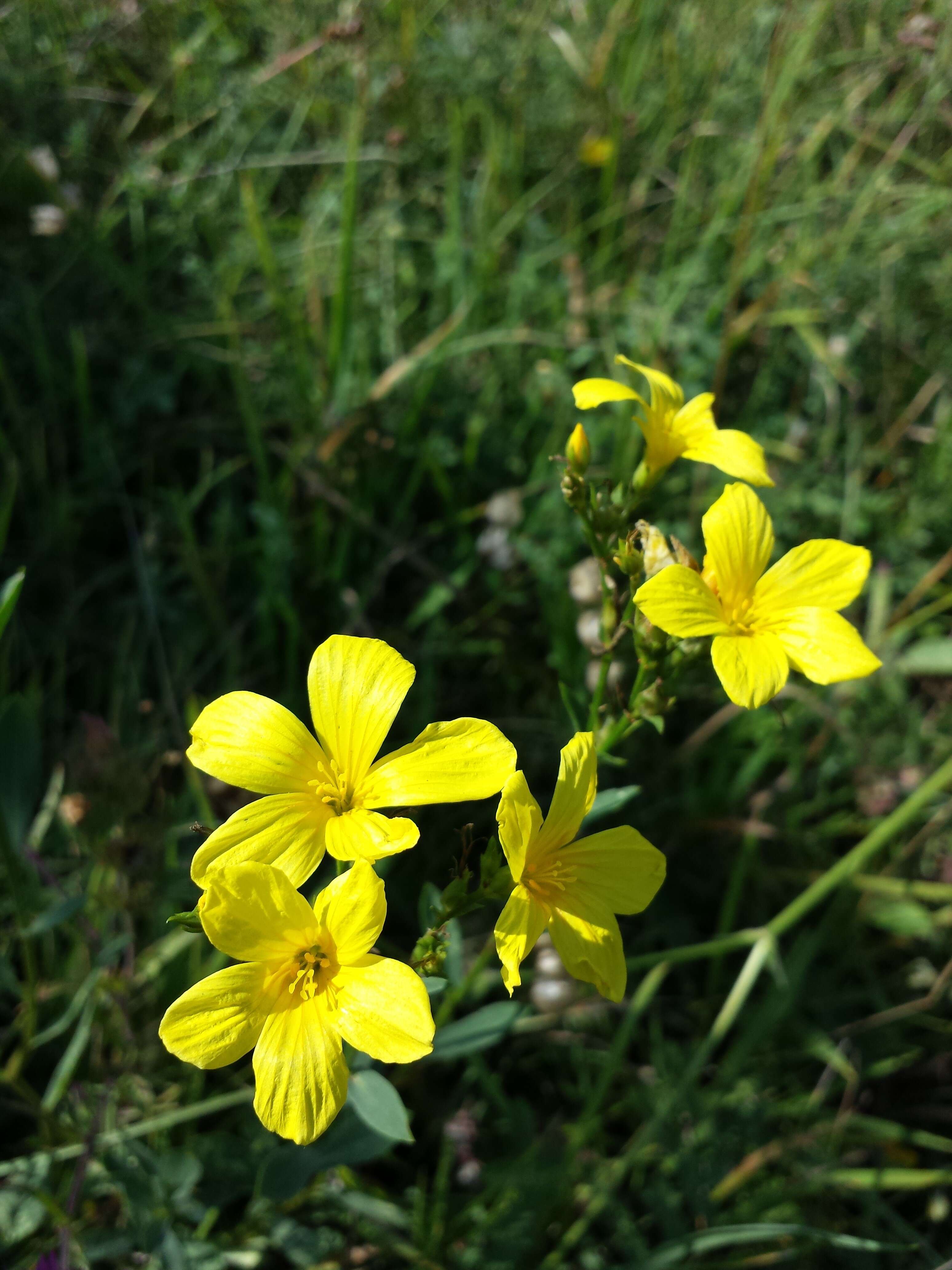 Image of golden flax