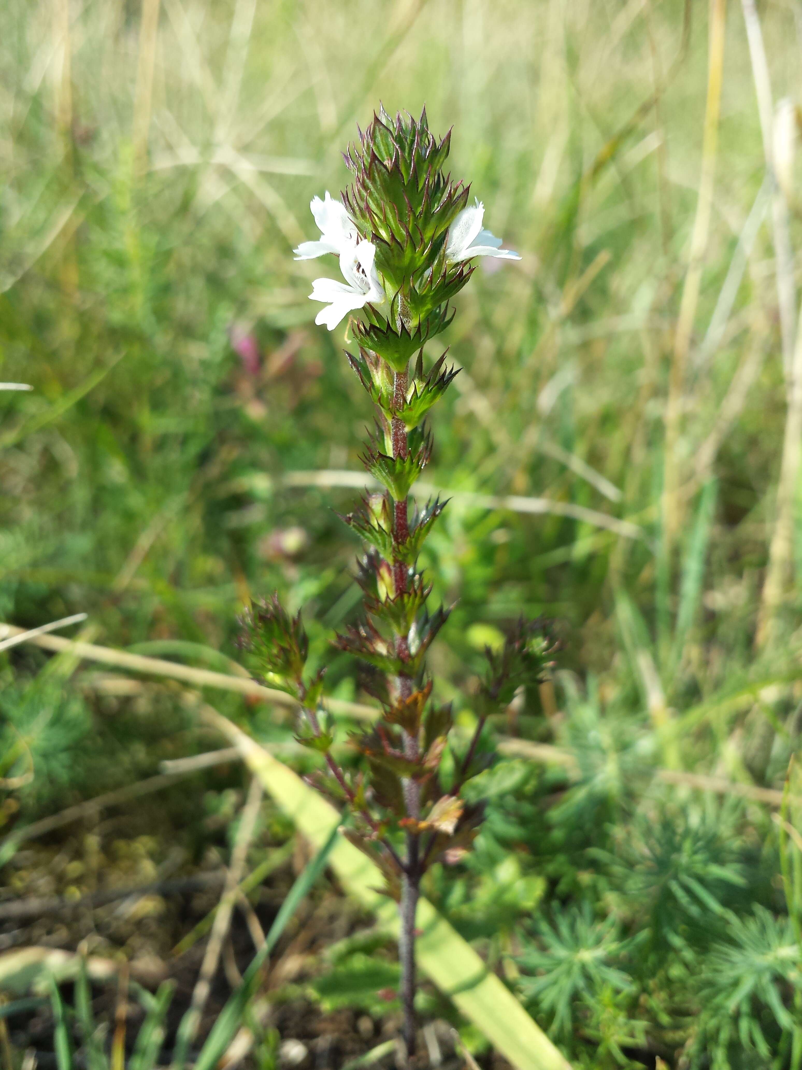 Слика од Euphrasia stricta D. Wolff ex J. F. Lehm.