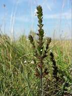 Слика од Euphrasia stricta D. Wolff ex J. F. Lehm.