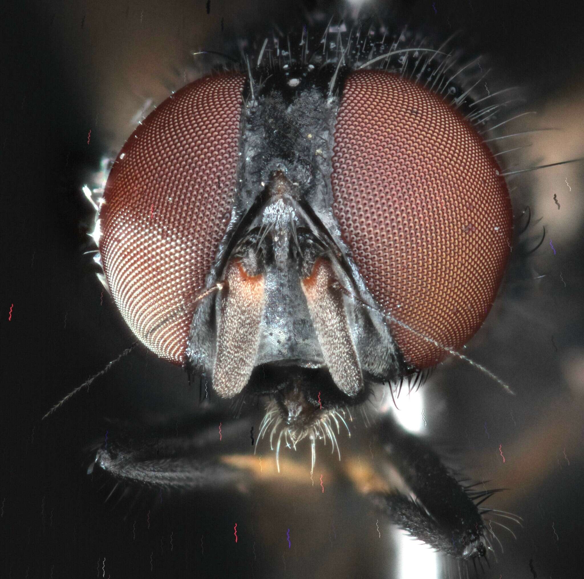 Image of Lance fly