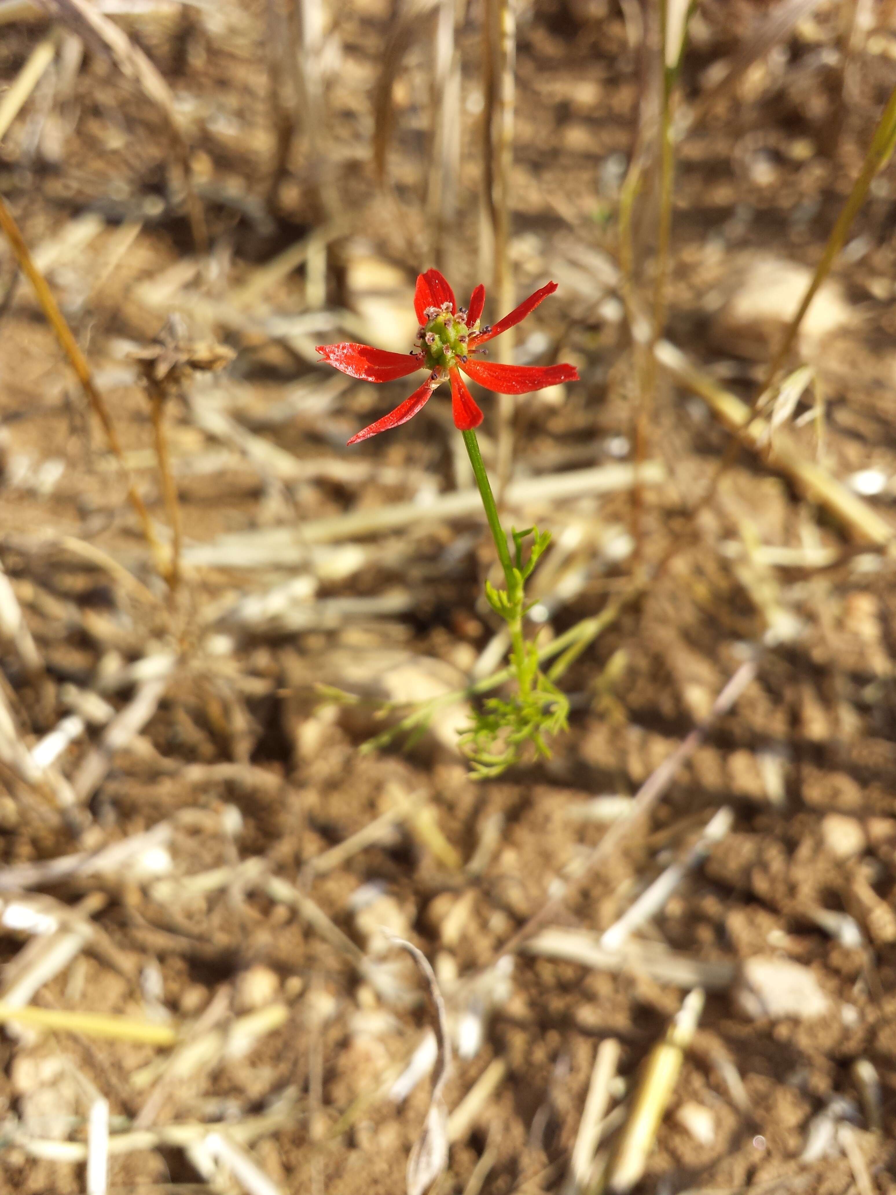 Image of flame adonis