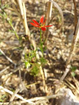 Image of flame adonis