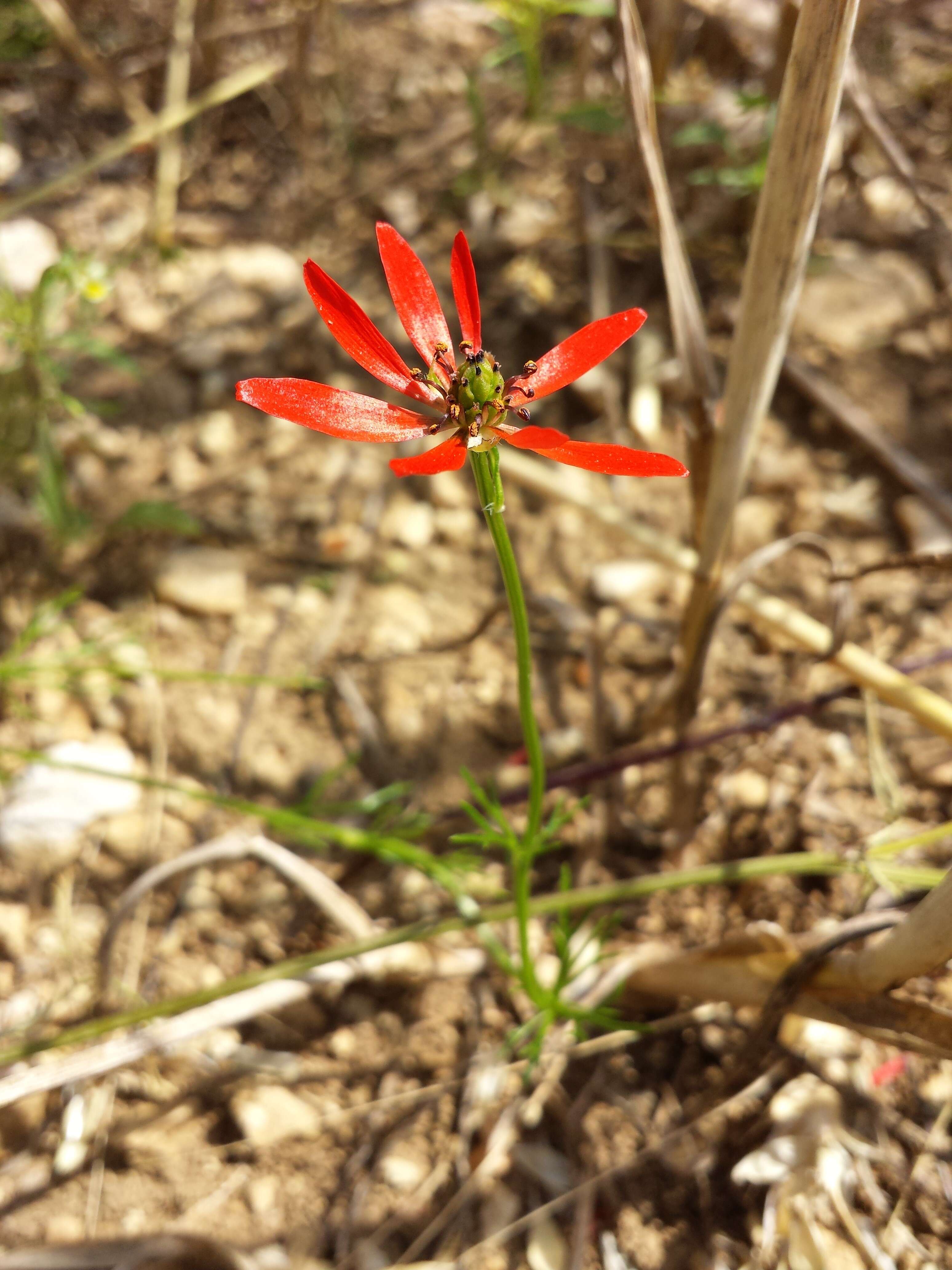 Image of flame adonis