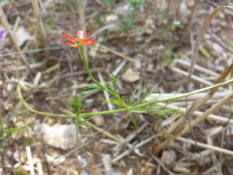 Image of flame adonis