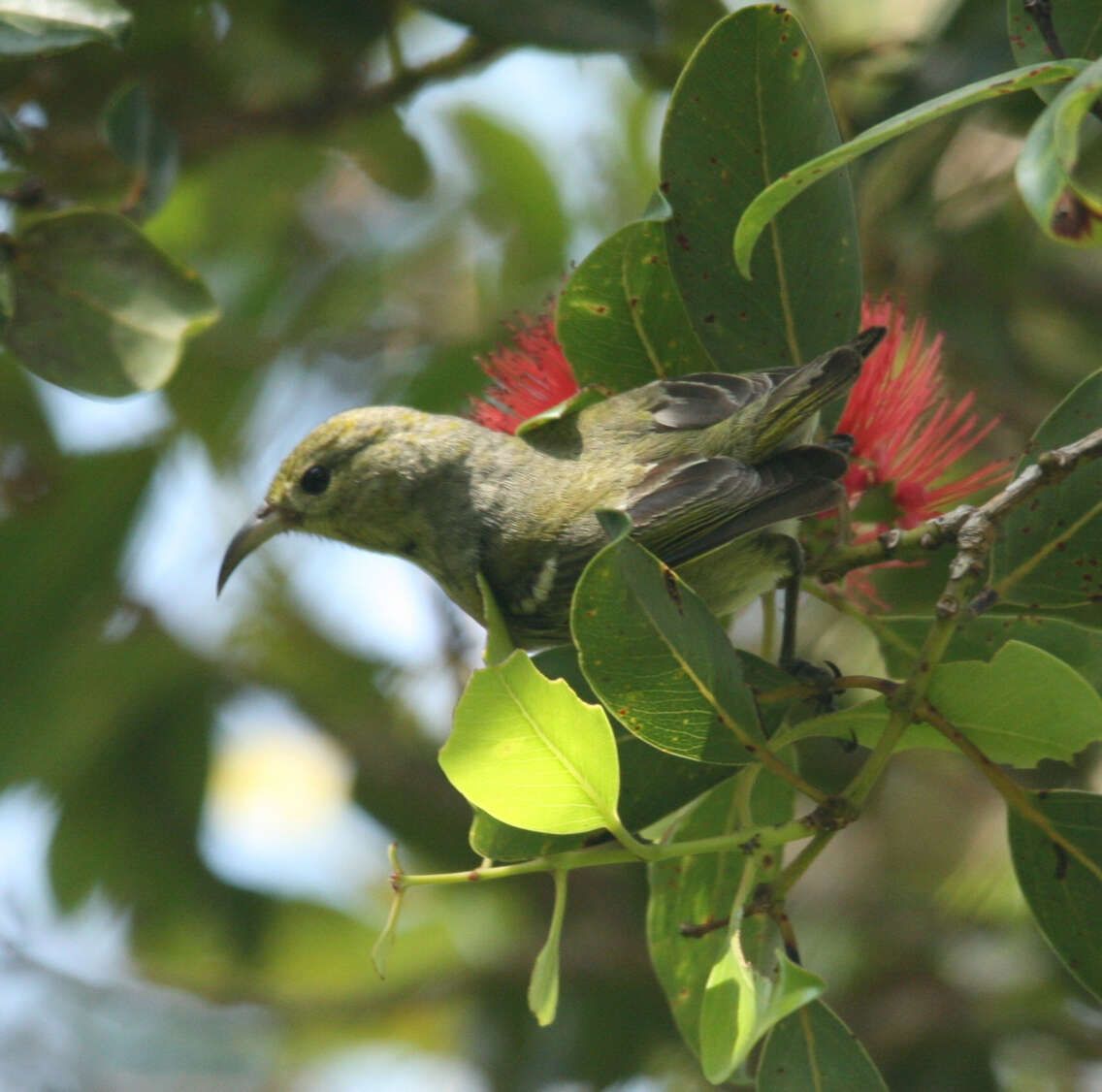 Image of Oahu Amakihi