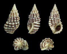 Image of Clypeomorus persica