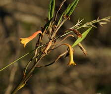 Слика од Blandfordia nobilis Sm.