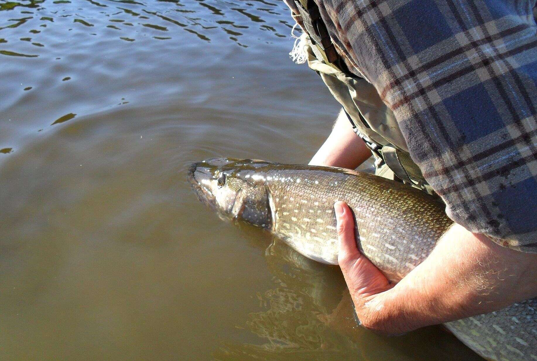 Image of Northern pike