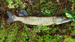 Image of Northern pike