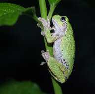 Image of Gray Treefrog