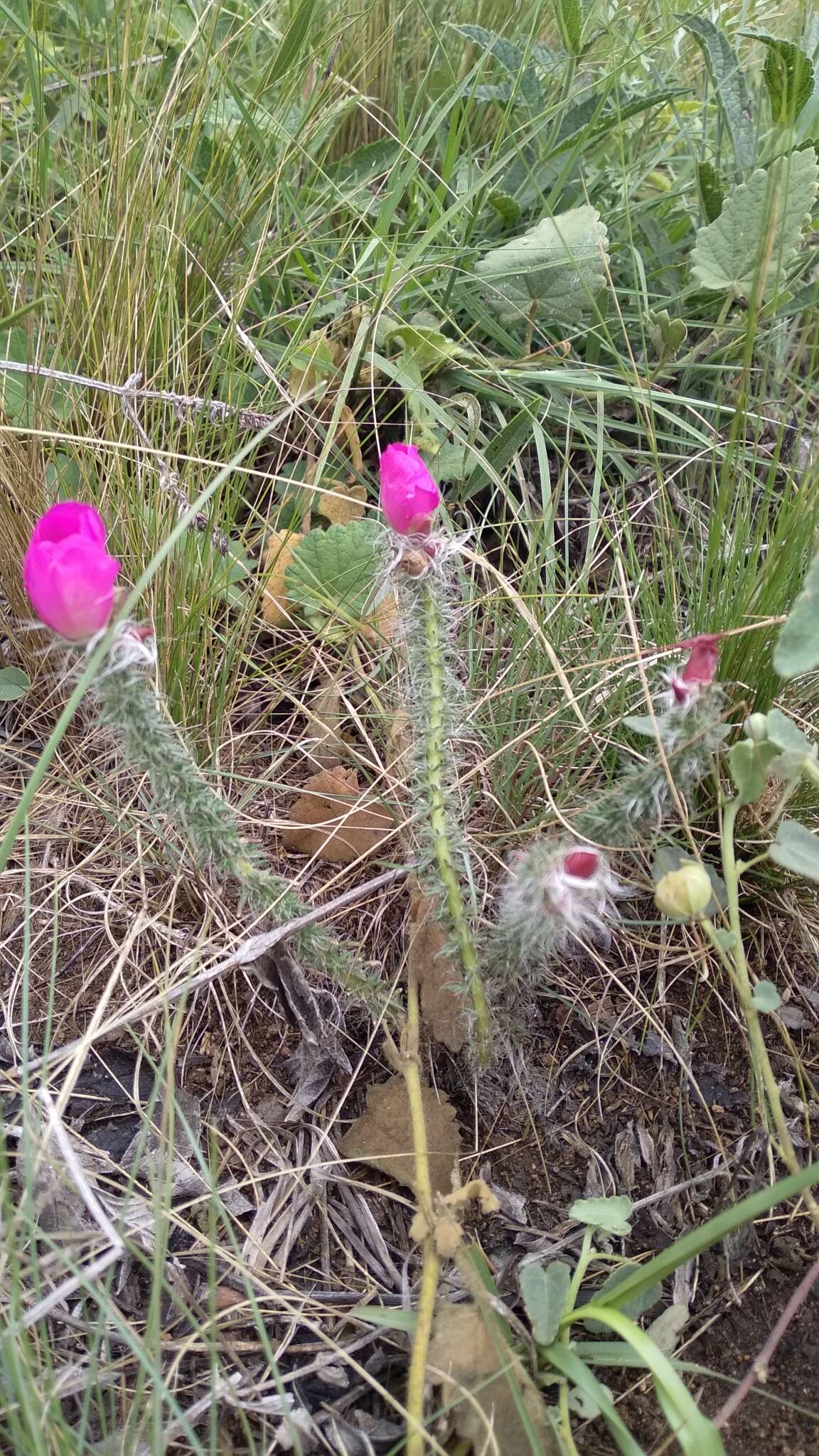 Portulaca eruca Hauman resmi