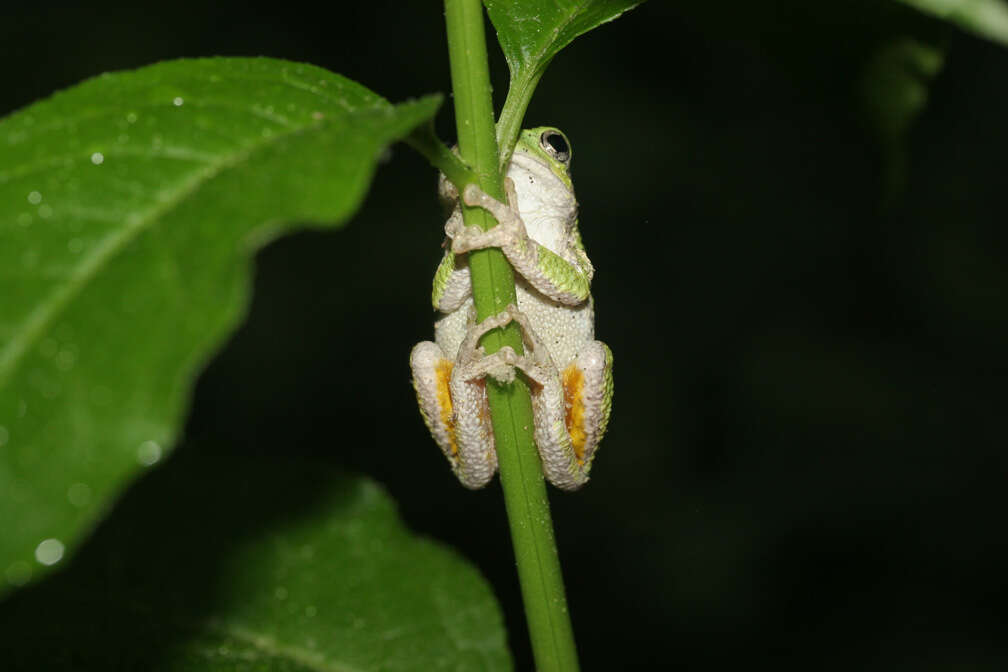 Image of Gray Treefrog