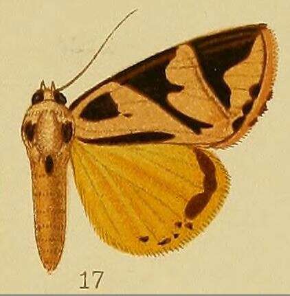 Image of Attatha attathoides Karsch 1896