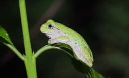 Image of Gray Treefrog