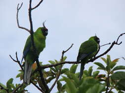 Image of Ouvea Parakeet